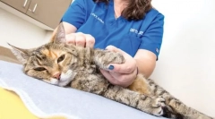 Боротьба з паразитами